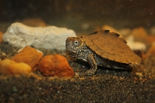 Map Turtle