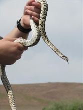 Pacific Gopher Snake (P. cantifer)