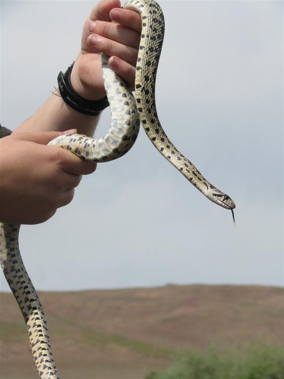 Pacific Gopher Snake (P. cantifer)