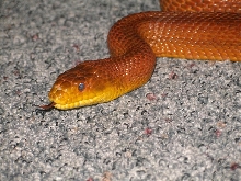 Everglades Rat