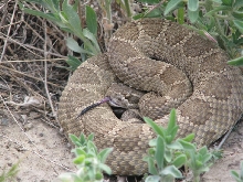 C. viridis