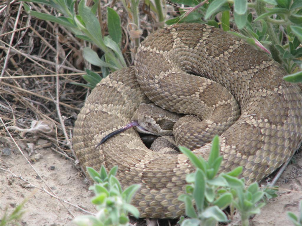 C. viridis