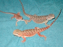 my 3 dragns