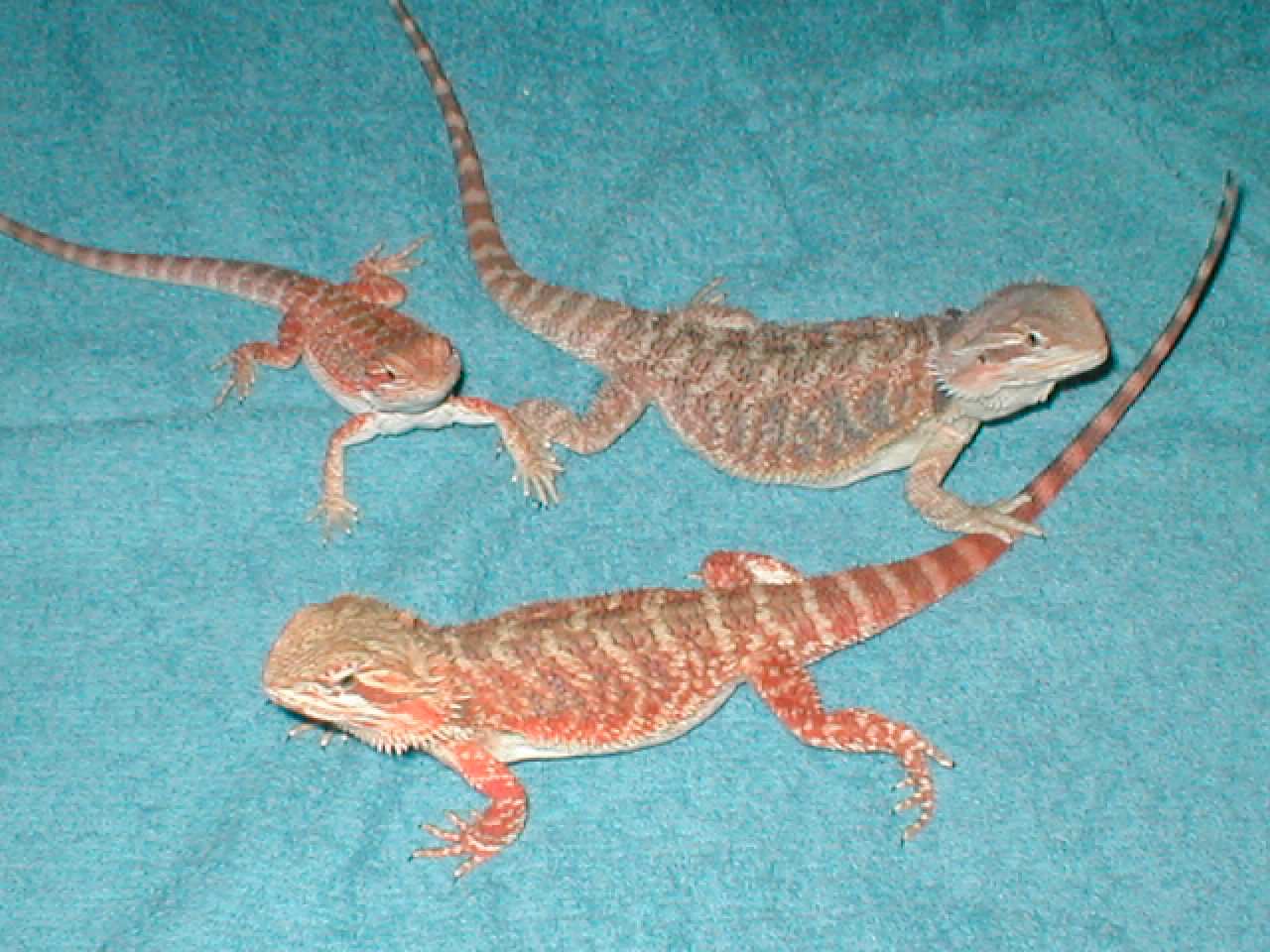 my 3 dragns