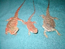 foster candy and ana