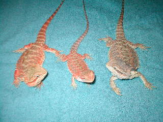 foster candy and ana