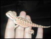 MY NEW DRAGON