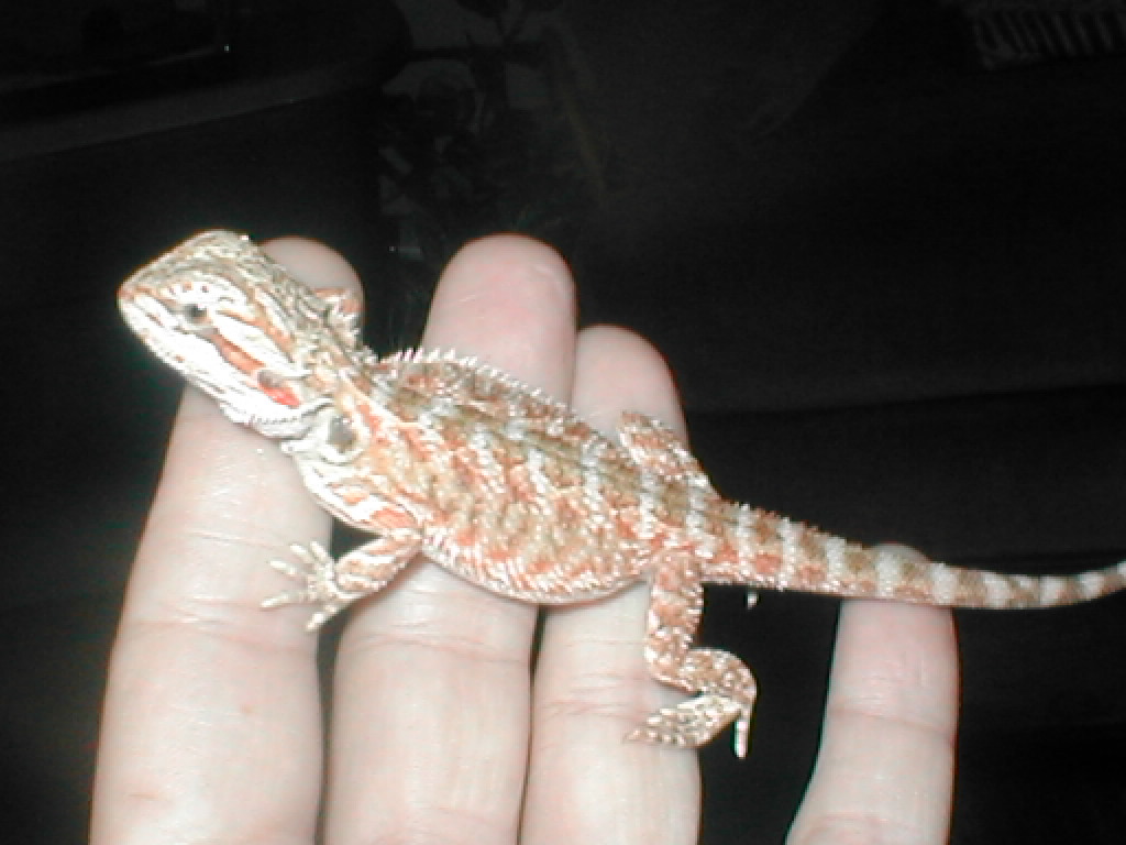 MY NEW DRAGON
