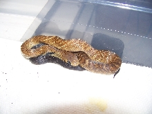2010 black tail cribo