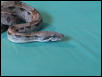 my boa