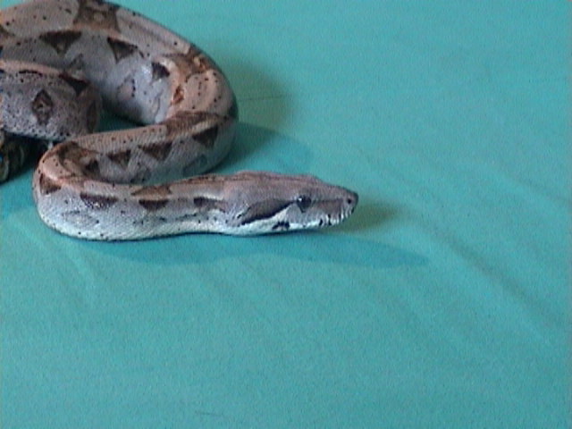 my boa