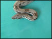 my boa4