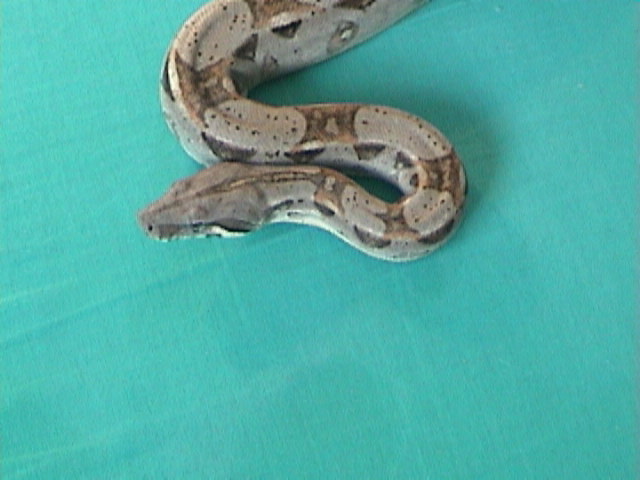 my boa4