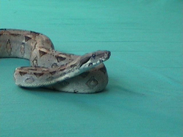 my boa5