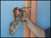 my boa2