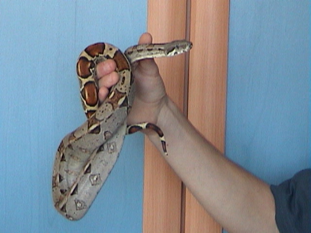 my boa2