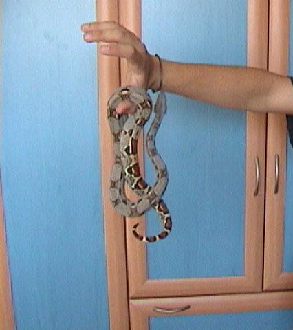 my boa3