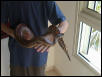 my blood python
