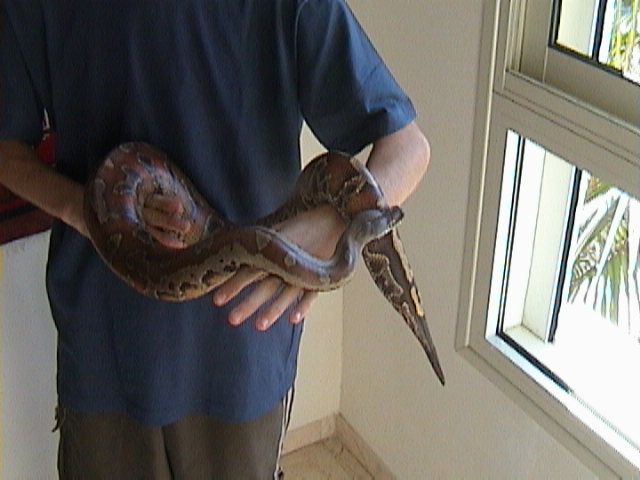 my blood python