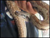 my blood python7