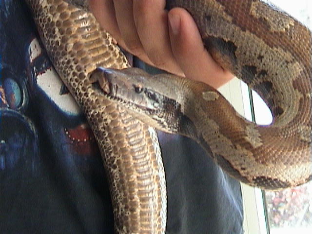 my blood python7