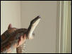 my blood python2