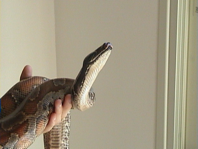 my blood python2