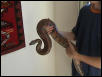 my blood python3