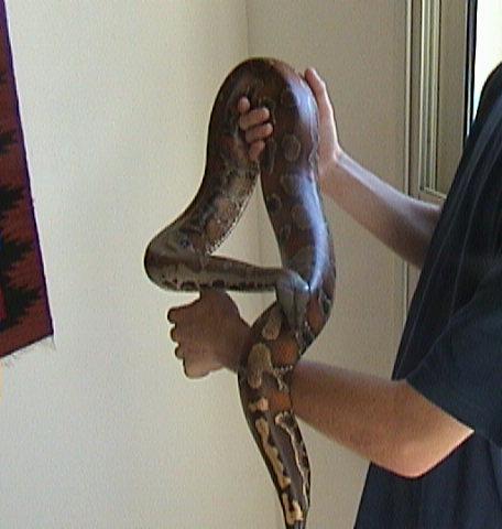 my blood python4