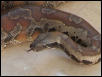 my blood python5