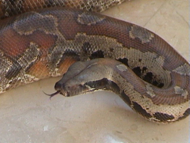 my blood python5