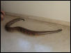 my blood python6
