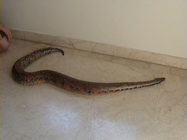 my blood python6