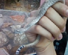 baby rattler