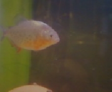 Red belly