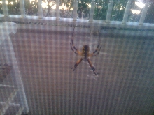 New porch resident.  What am I?
