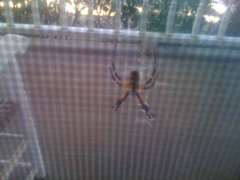 New porch resident.  What am I?