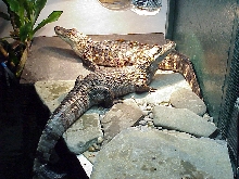Smiley and Dino 1