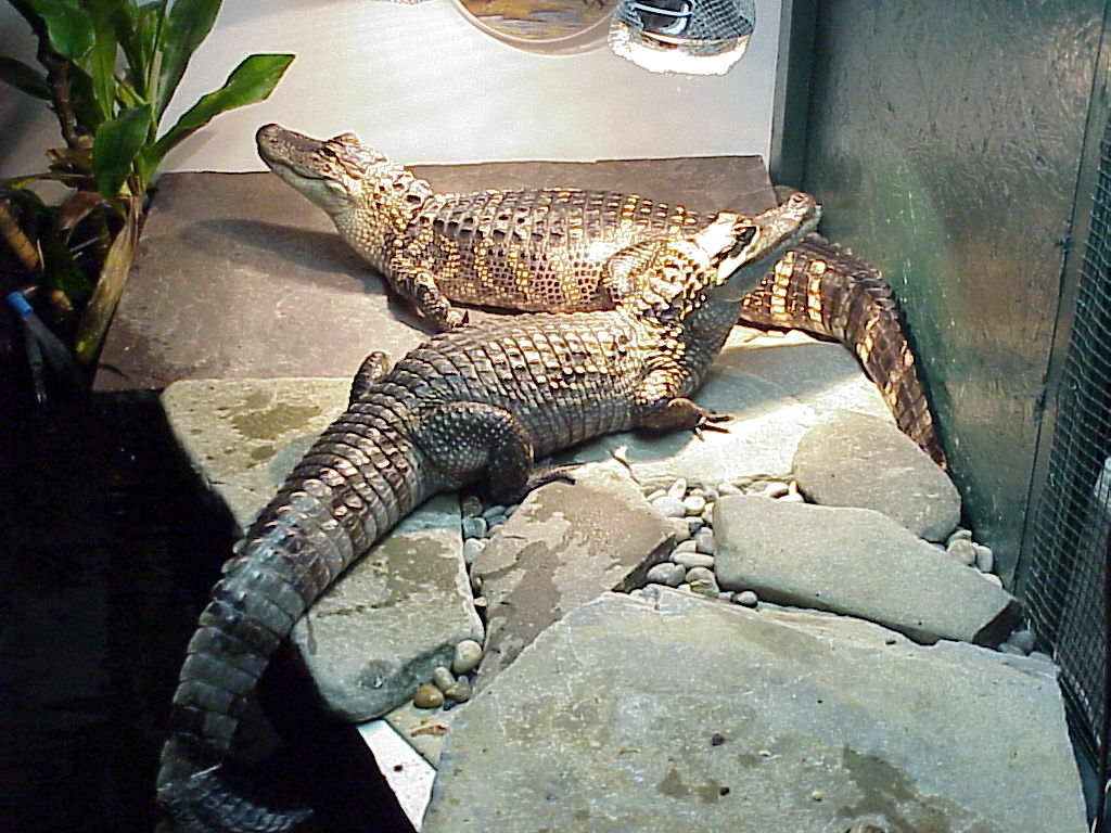 Smiley and Dino 1