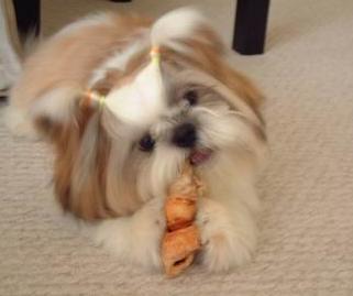 LittLe Tofu