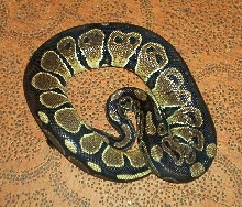 My Black back