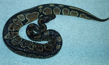 My Black back again