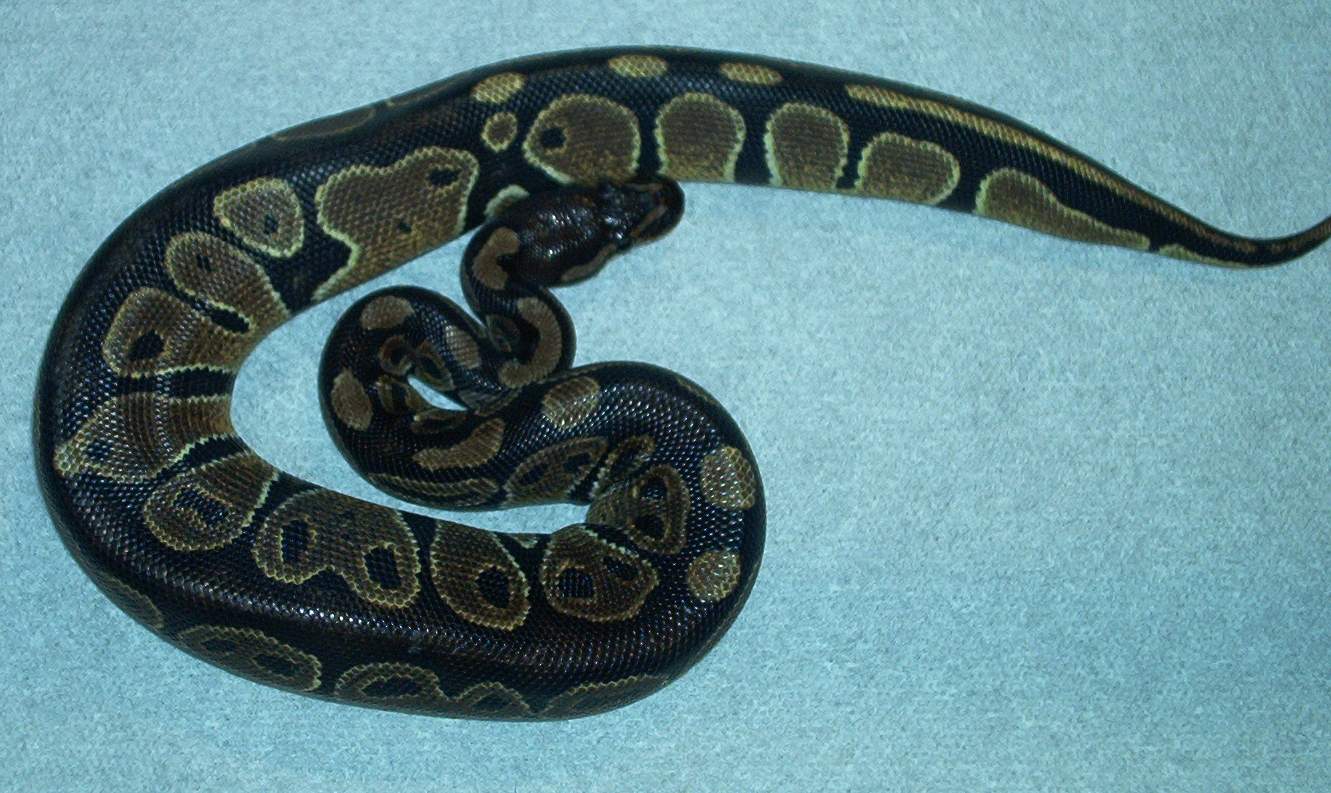 My Black back again
