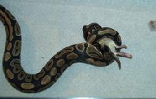 Ball python eating