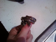 Baby KingSnake
