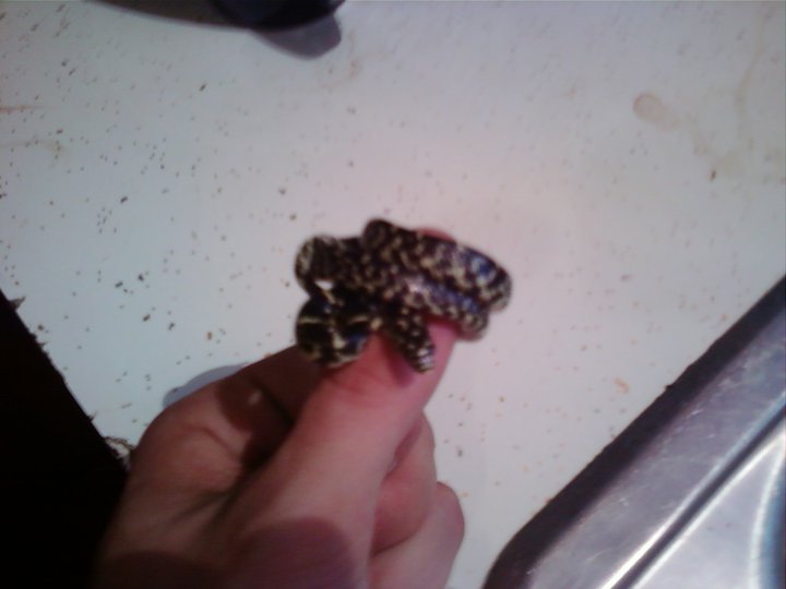 Baby KingSnake
