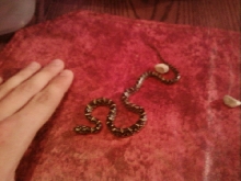 Baby Kingsnake