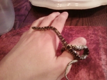 Baby Kingsnake