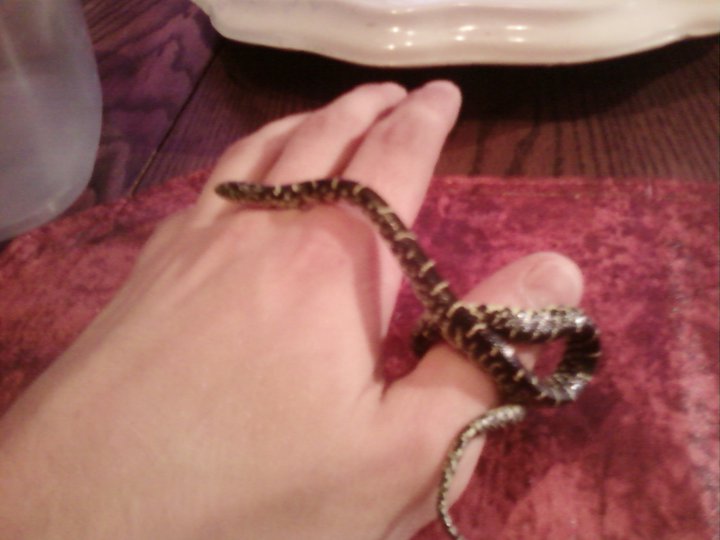 Baby Kingsnake