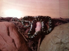 Baby Kingsnake
